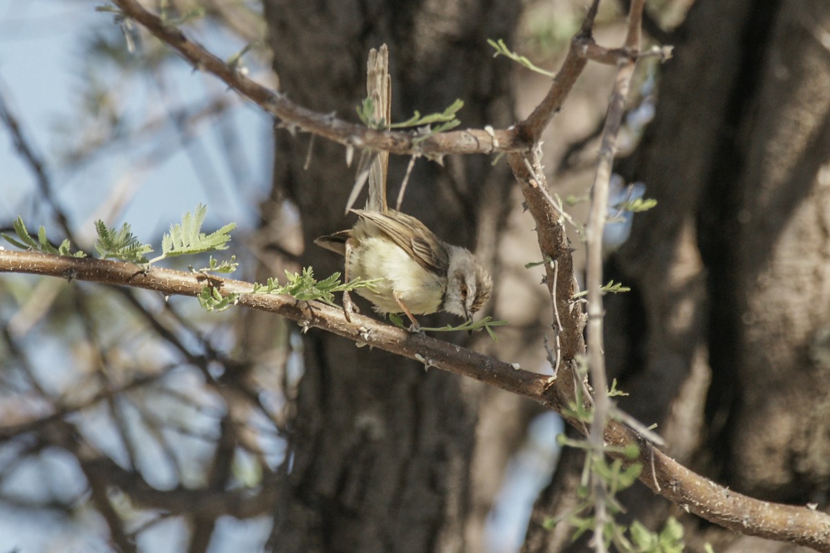Black-chested Prinia - ML637540169