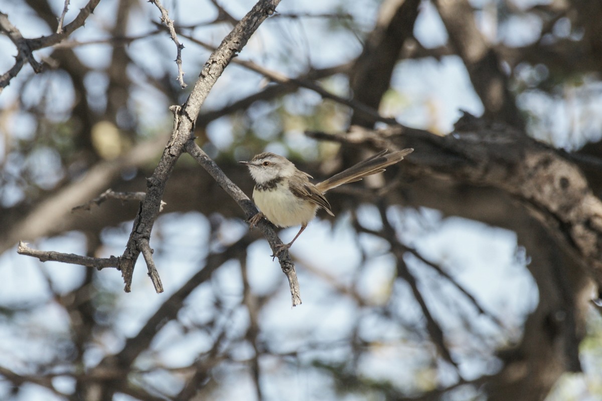 Black-chested Prinia - ML637540219