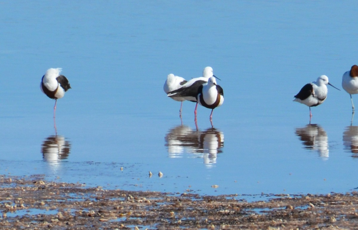 Banded Stilt - ML637540238