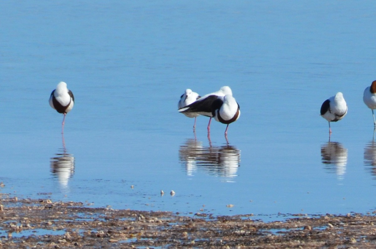 Banded Stilt - ML637540239