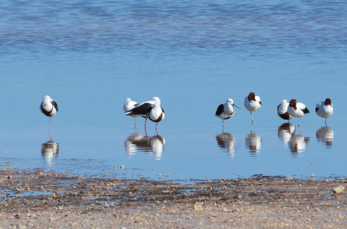 Banded Stilt - ML637540240