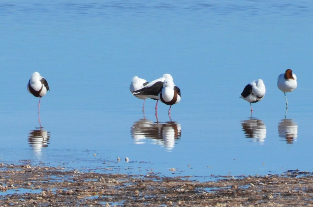 Banded Stilt - ML637540241