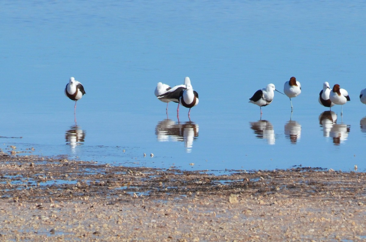 Banded Stilt - ML637540242