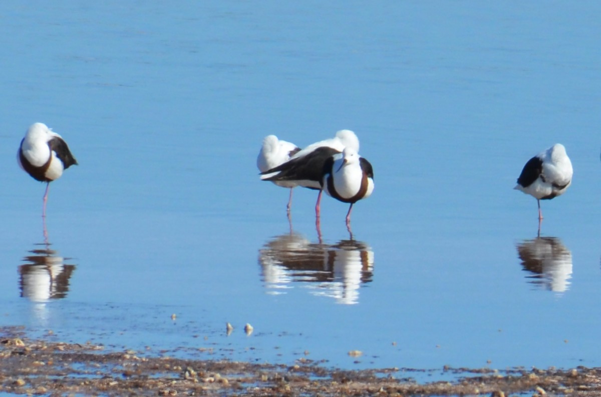 Banded Stilt - ML637540243