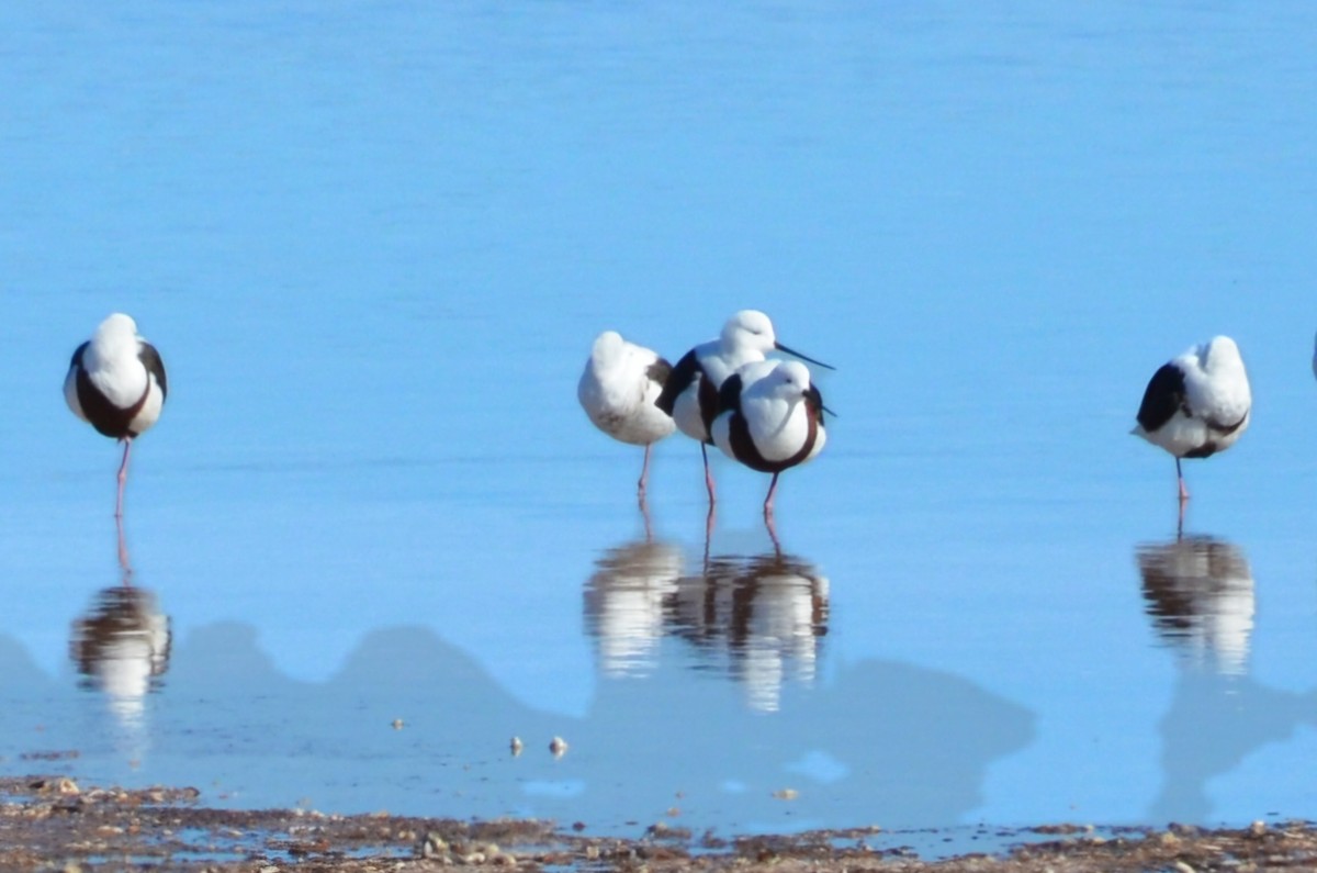 Banded Stilt - ML637540244