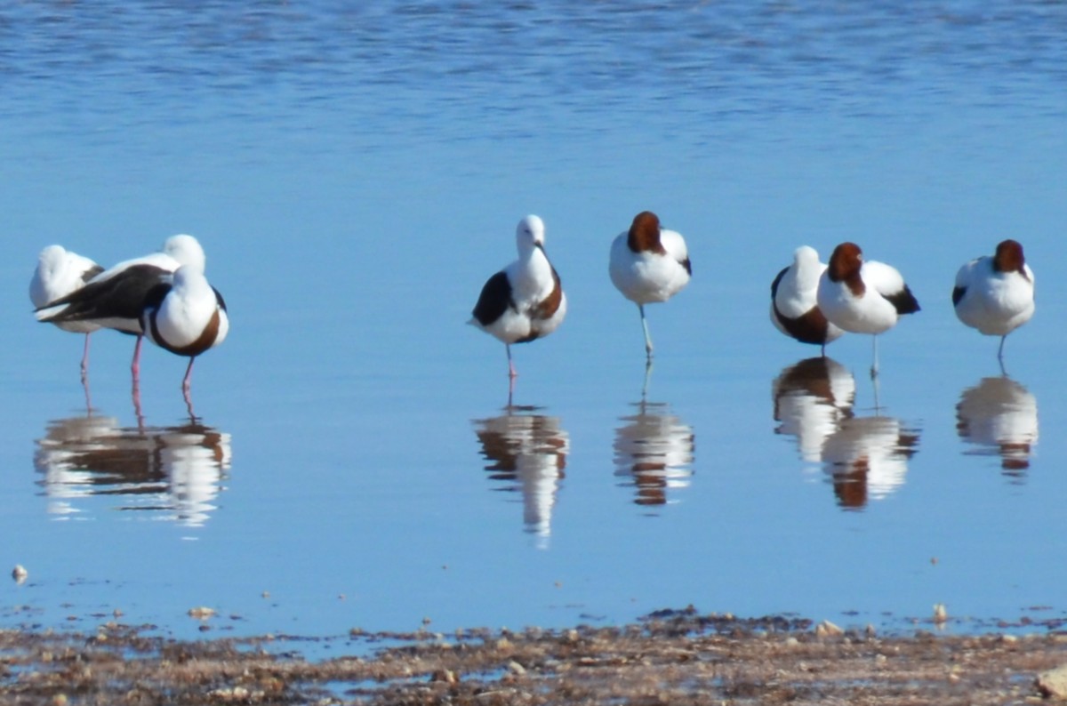 Banded Stilt - ML637540246