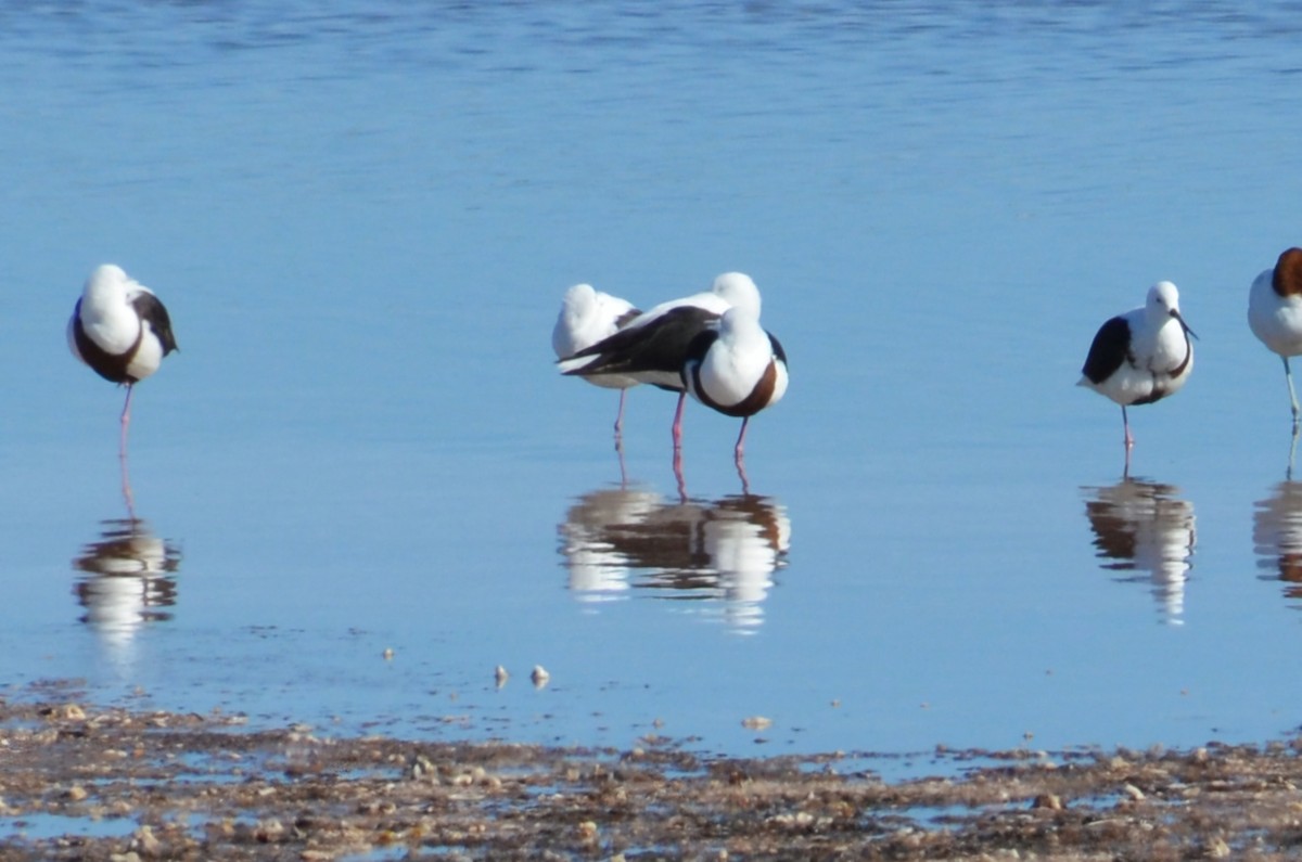 Banded Stilt - ML637540247