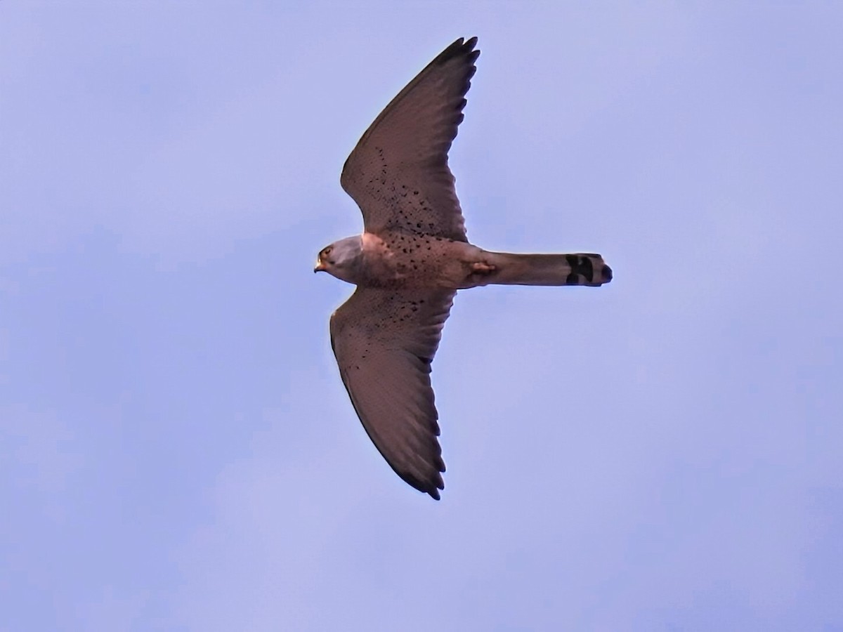 Lesser Kestrel - ML637540254