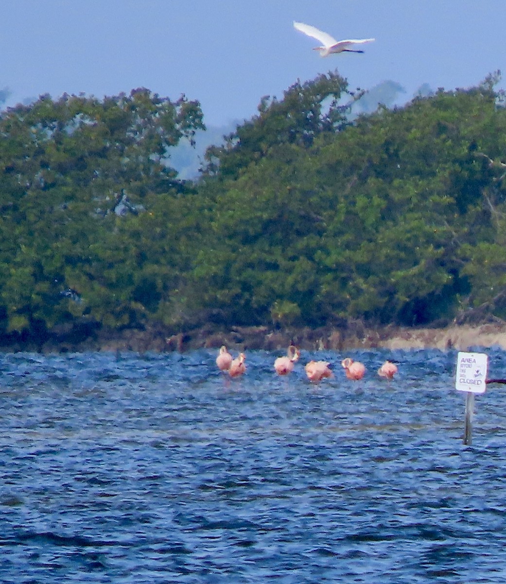American Flamingo - ML637540257