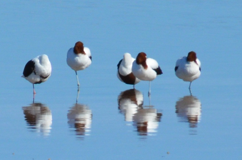 Red-necked Avocet - ML637540268