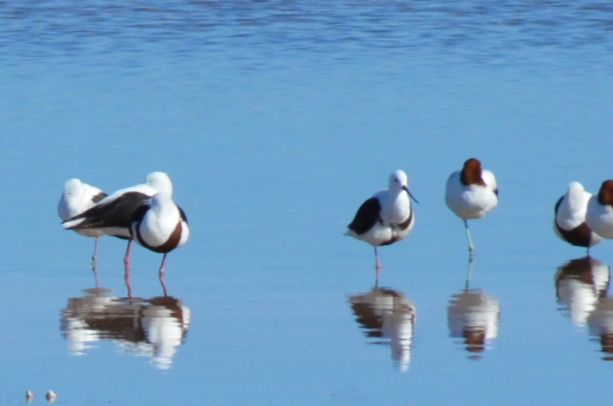 Red-necked Avocet - ML637540269