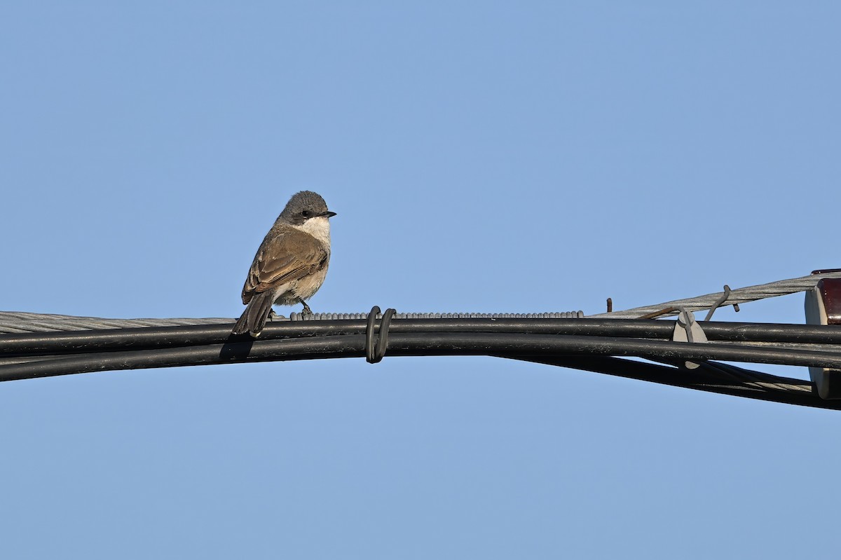 Lesser Whitethroat (Lesser) - ML637540287