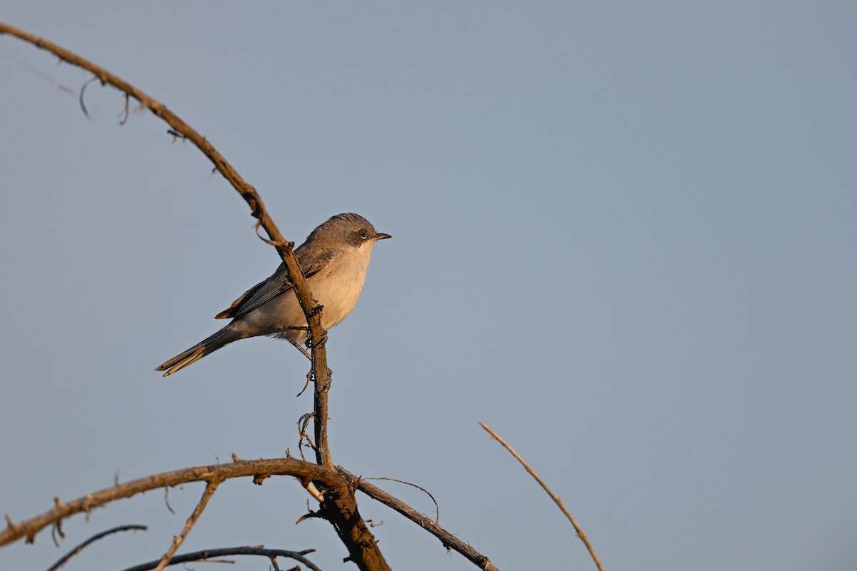 Lesser Whitethroat (Lesser) - ML637540288
