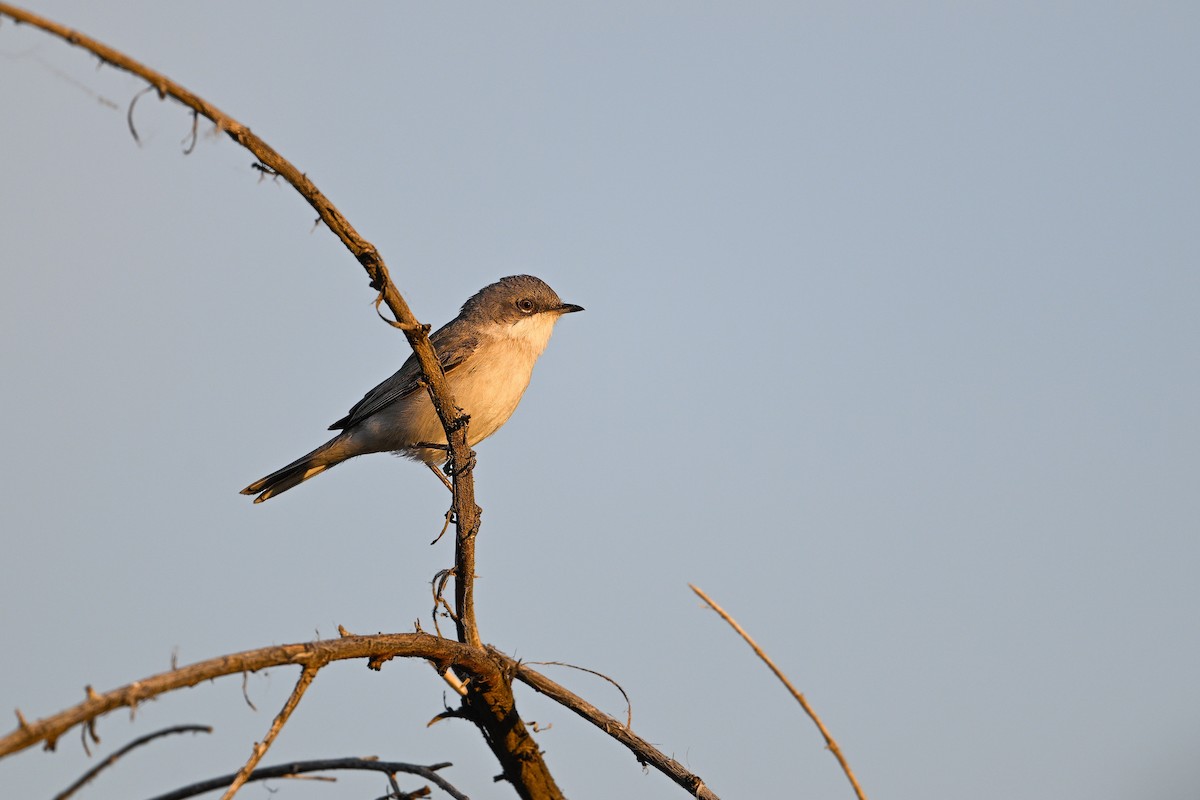 Lesser Whitethroat (Lesser) - ML637540289