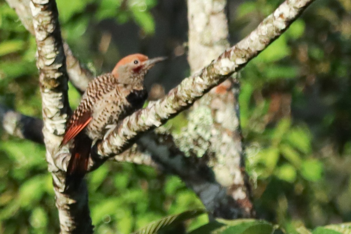 Guatemalan Flicker - ML637540303