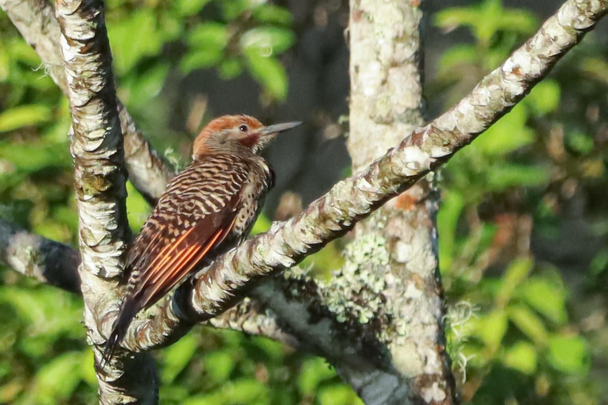Guatemalan Flicker - ML637540304