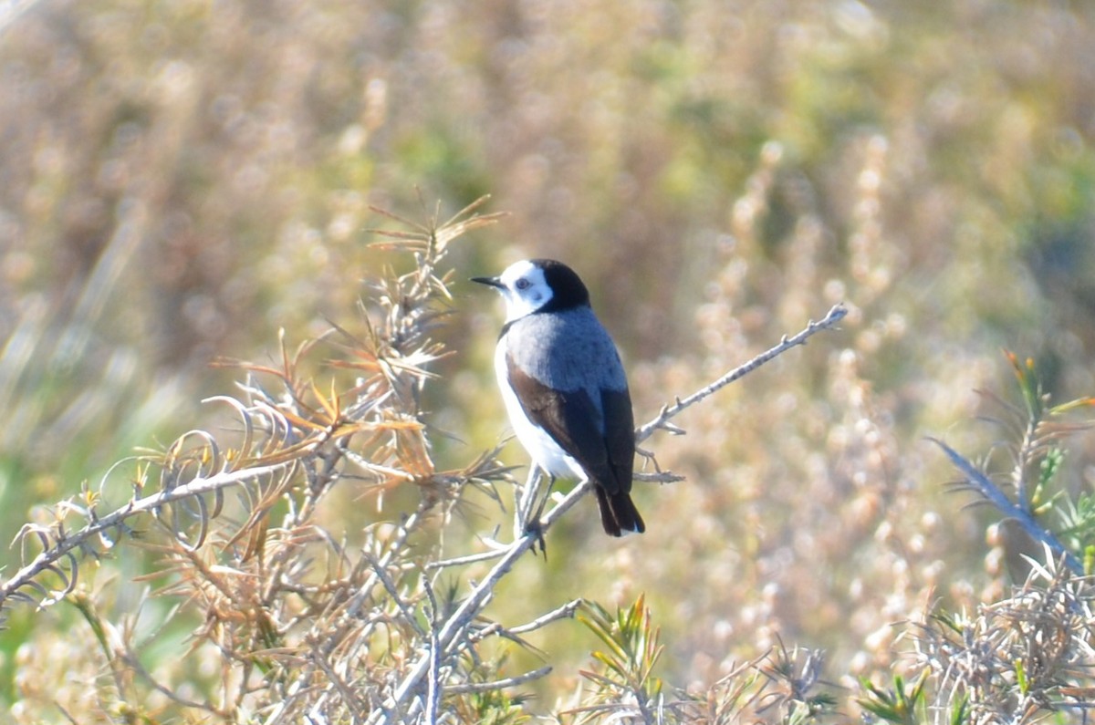 White-fronted Chat - ML637540313