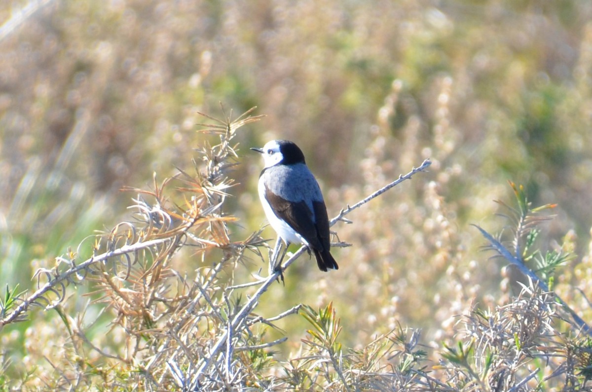 White-fronted Chat - ML637540314
