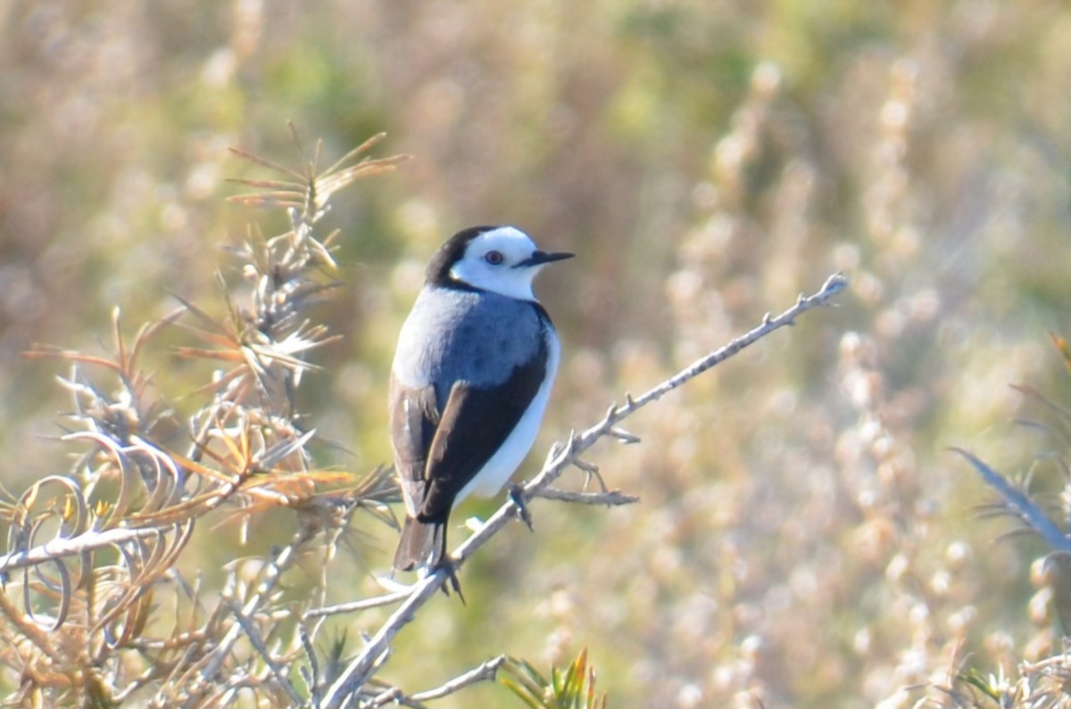 White-fronted Chat - ML637540315