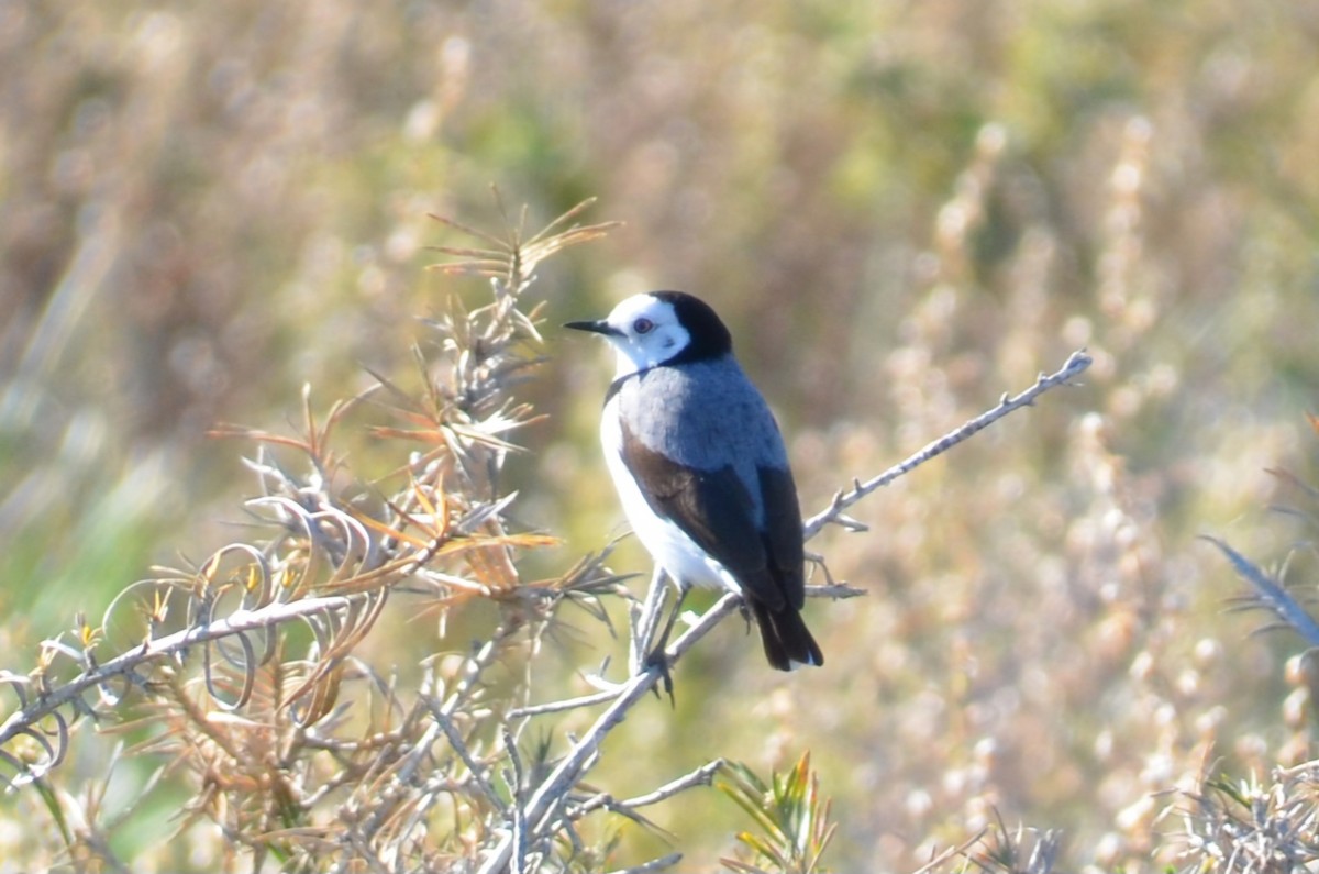 White-fronted Chat - ML637540316