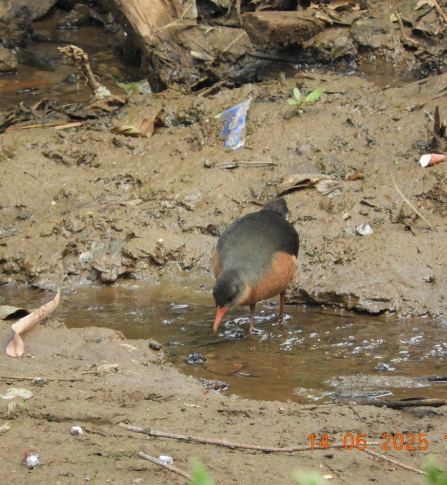 Rouget's Rail - ML637540358