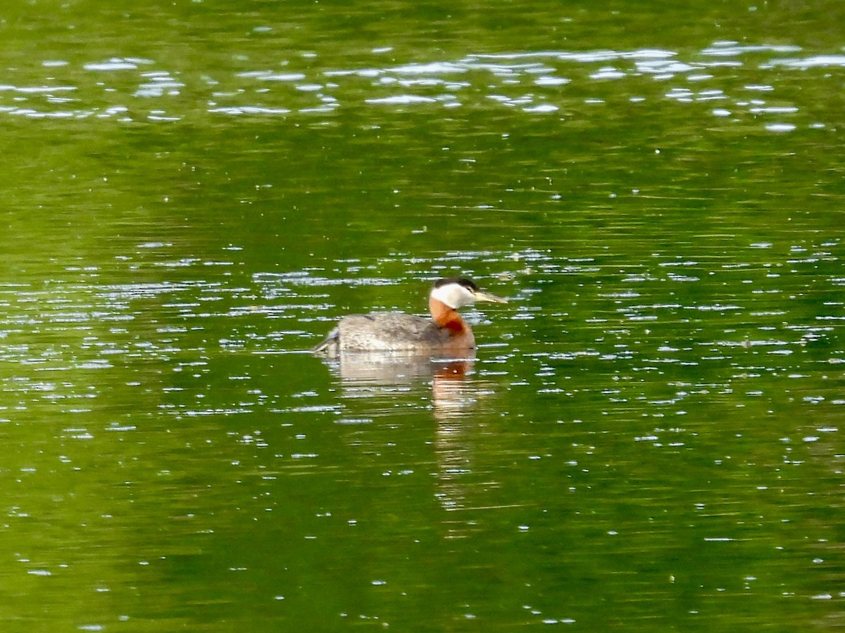 Red-necked Grebe - ML637540367
