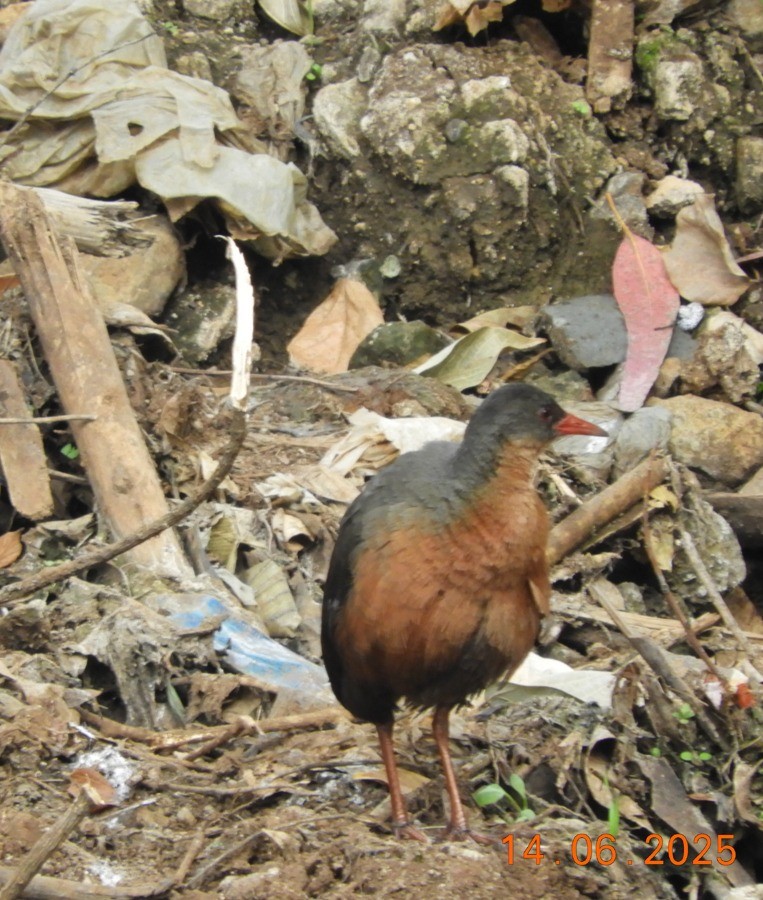 Rouget's Rail - ML637540368