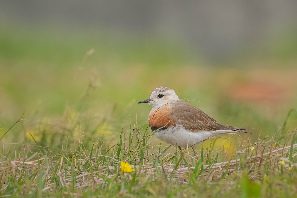 Oriental Plover - ML637540384