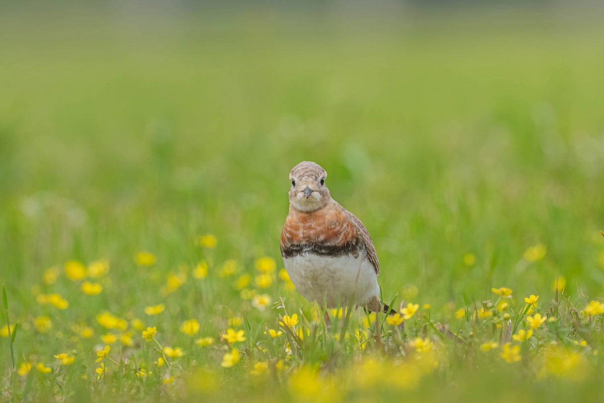 Oriental Plover - ML637540385