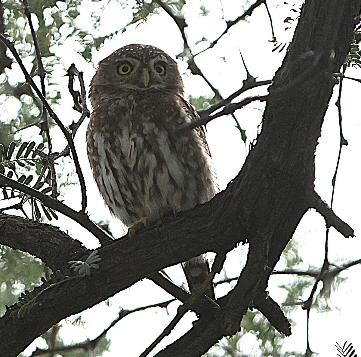 Pearl-spotted Owlet - ML637540386