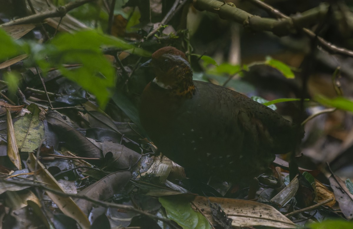 Chestnut-breasted Partridge - ML637540387