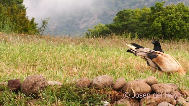 Carrion Crow - ML637540407