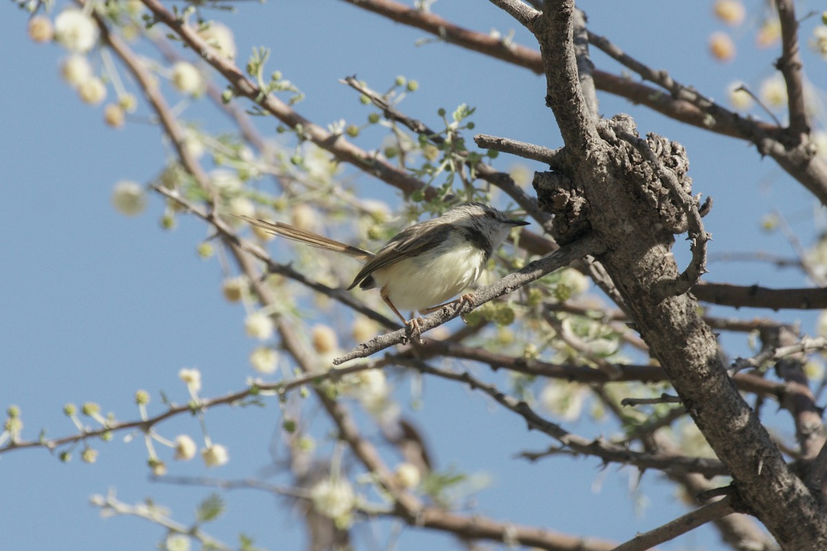 Black-chested Prinia - ML637540417