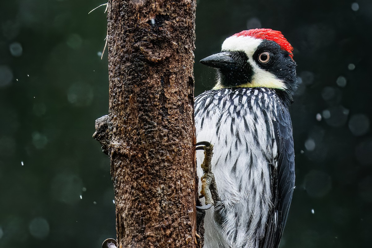 Acorn Woodpecker - ML637540420