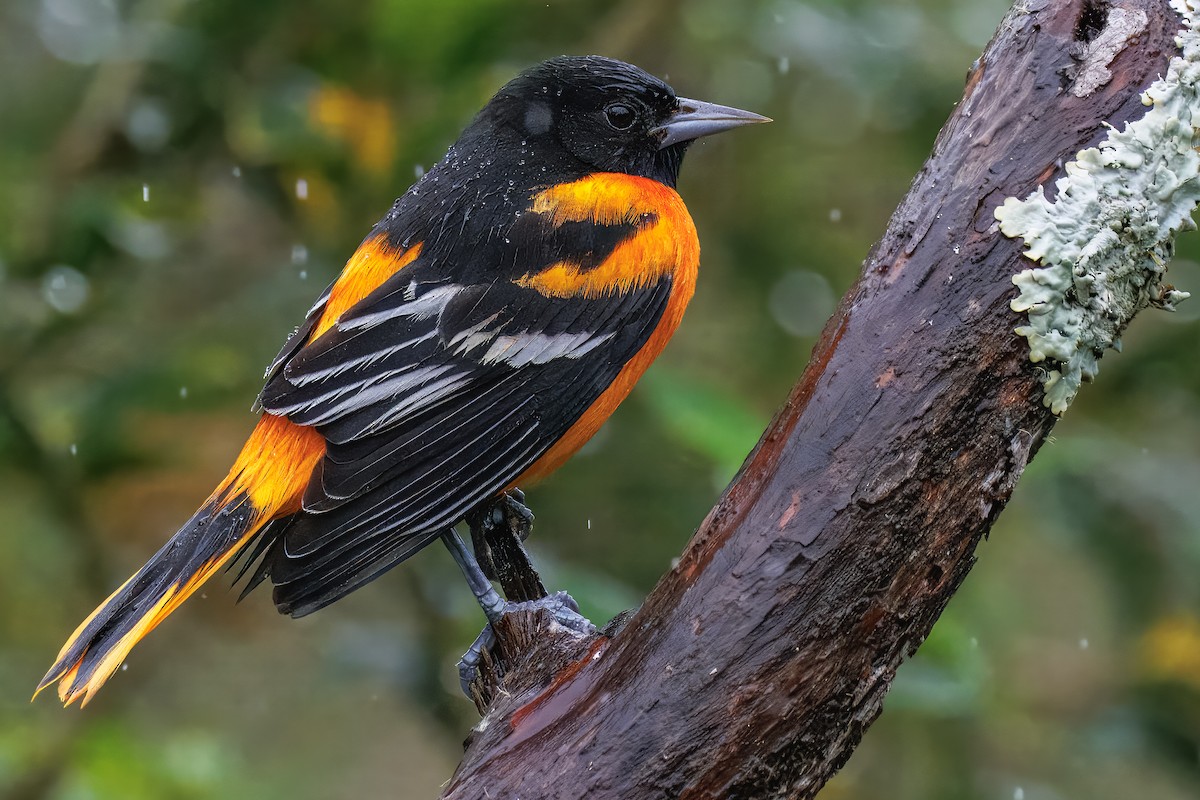 Baltimore Oriole - ML637540441