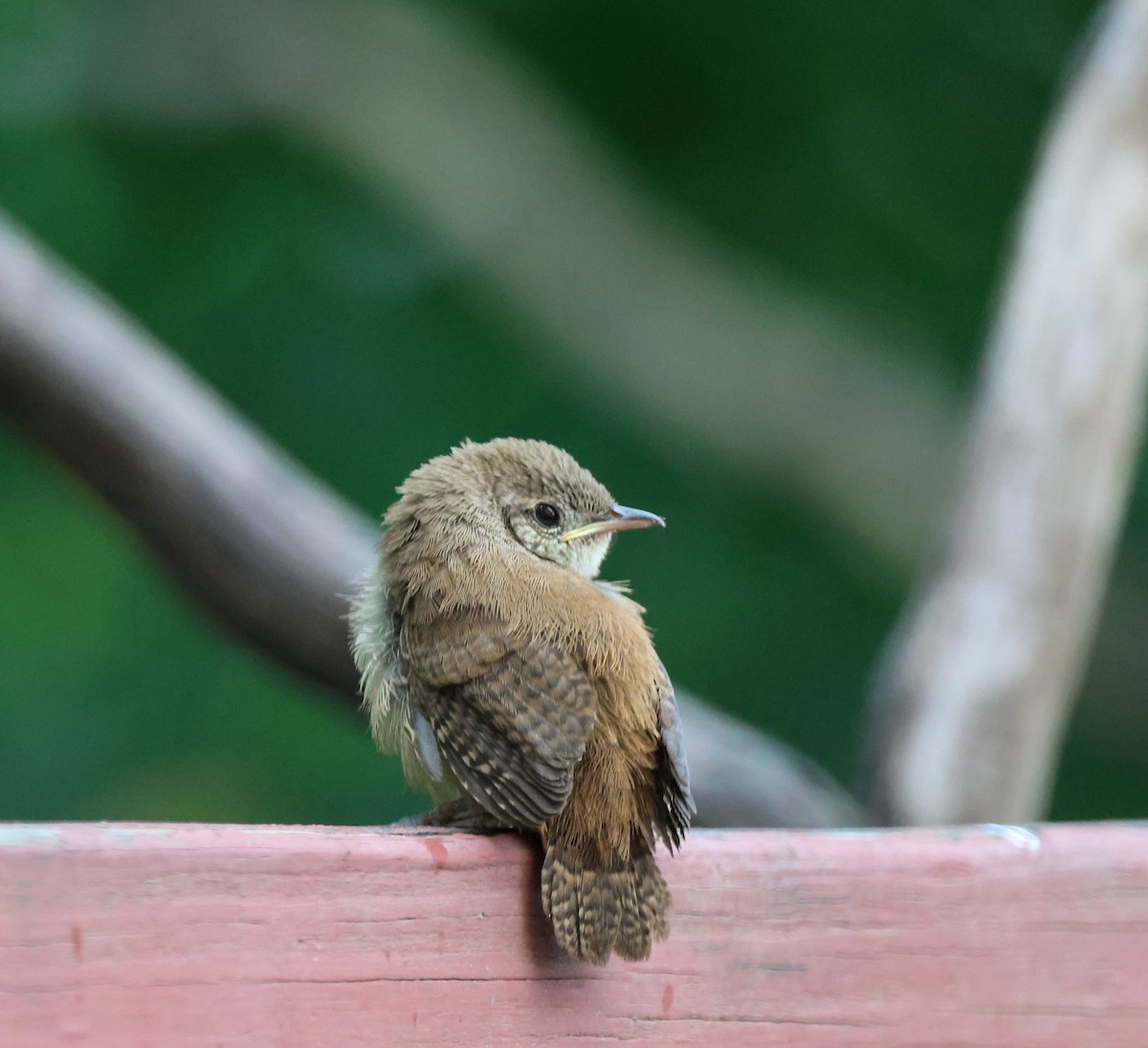 Northern House Wren - ML637540445