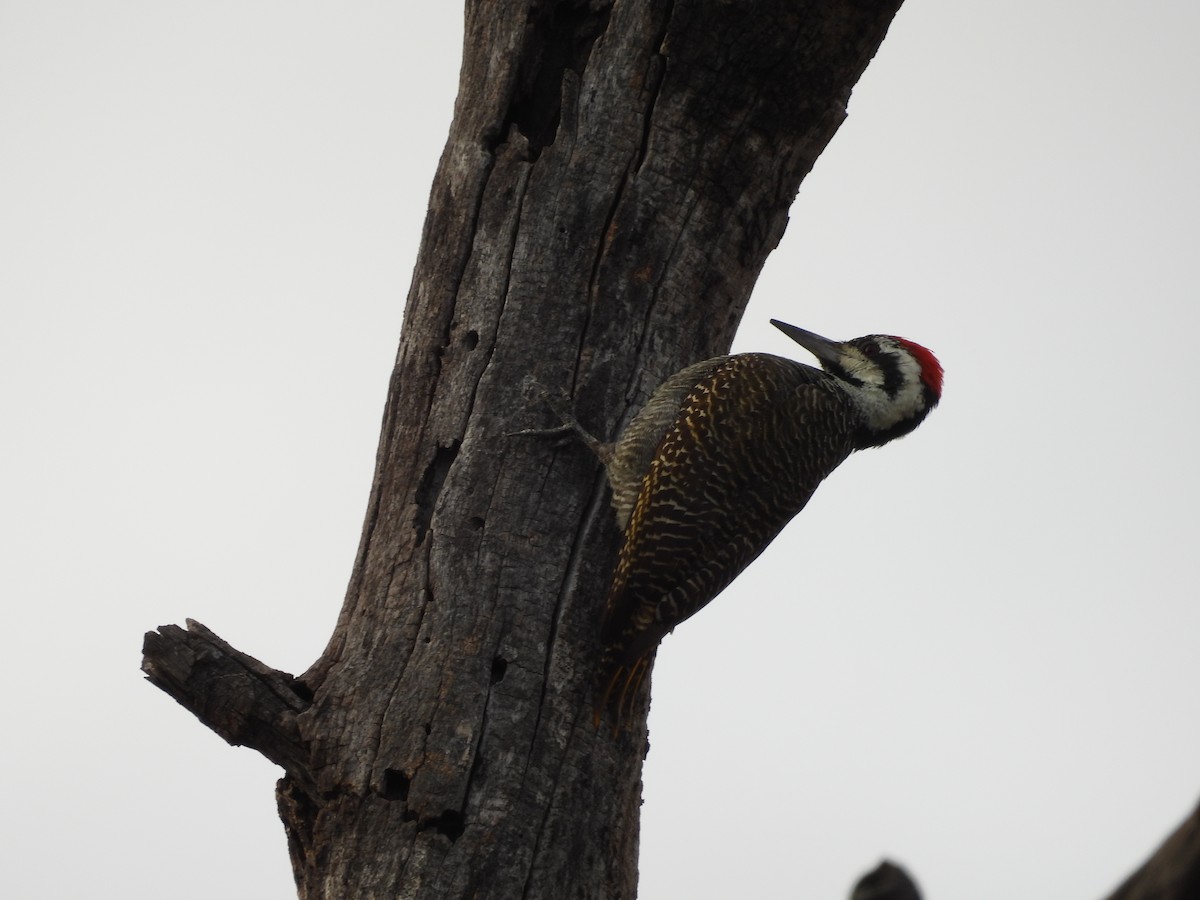 Bearded Woodpecker - ML637540449