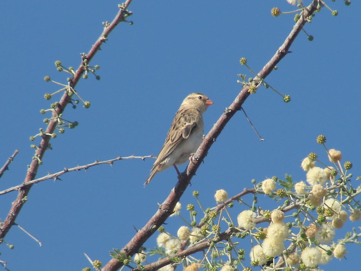 Shaft-tailed Whydah - ML637540450