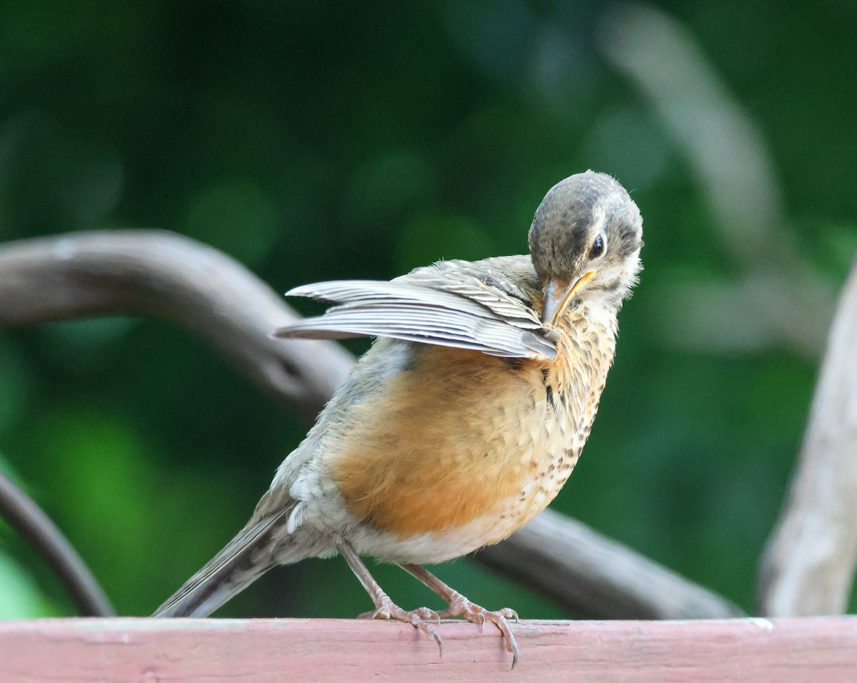 American Robin - ML637540463