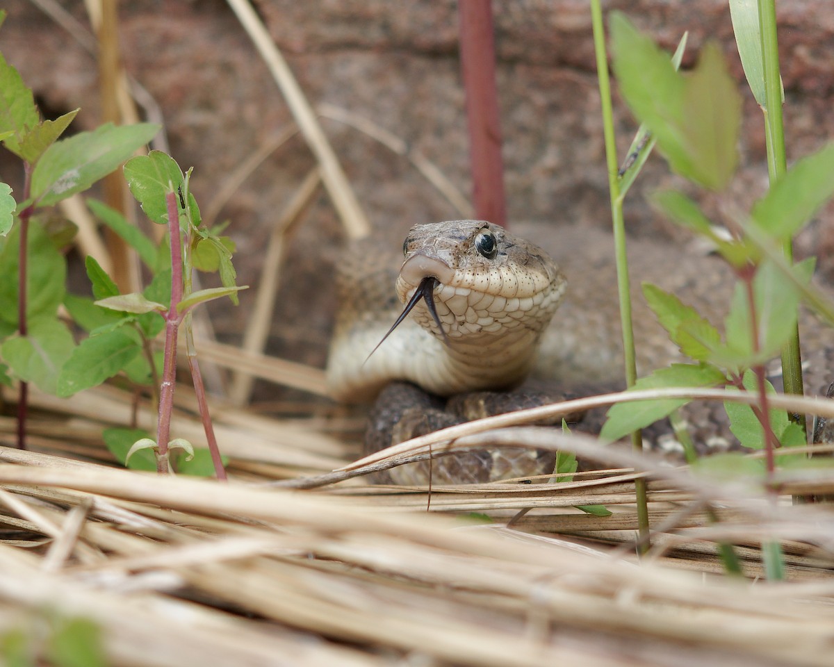 Eastern Hognose Snake - ML637540488