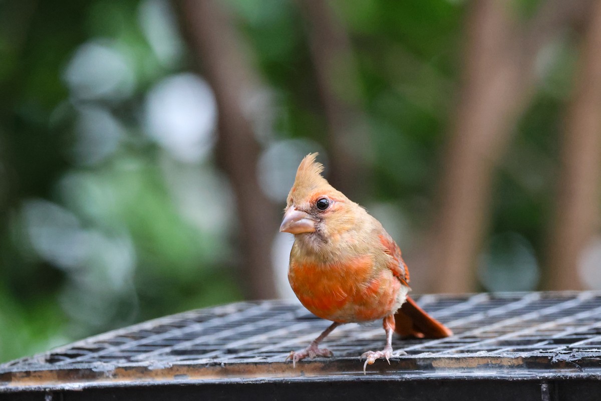 Northern Cardinal - ML637540496