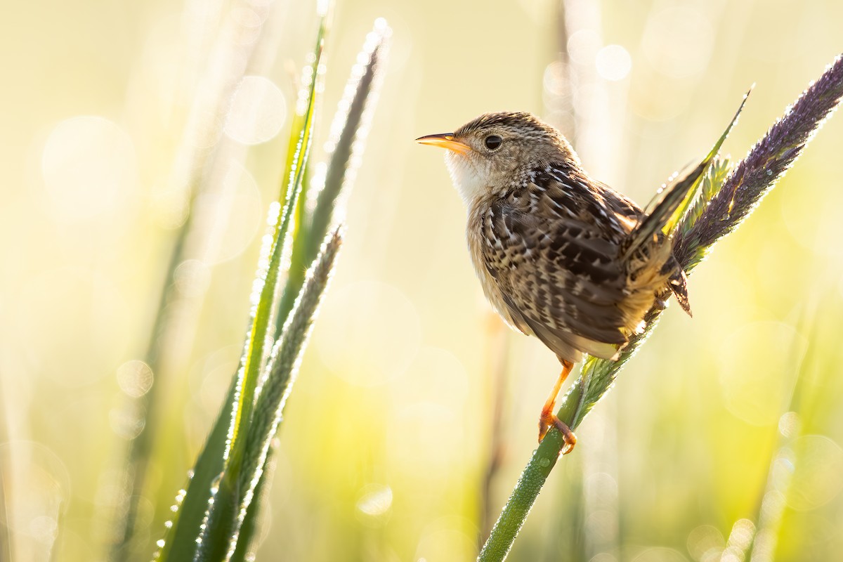 Sedge Wren - ML637540501
