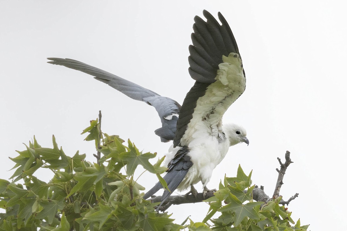 Swallow-tailed Kite - ML637540541