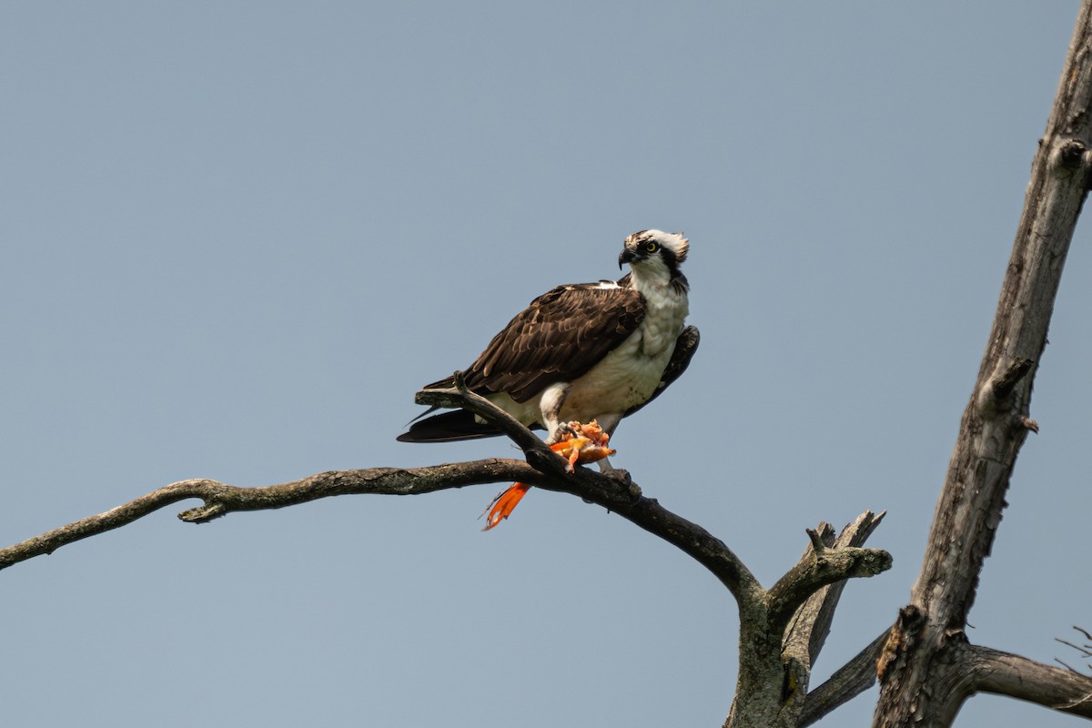 Osprey - ML637540581
