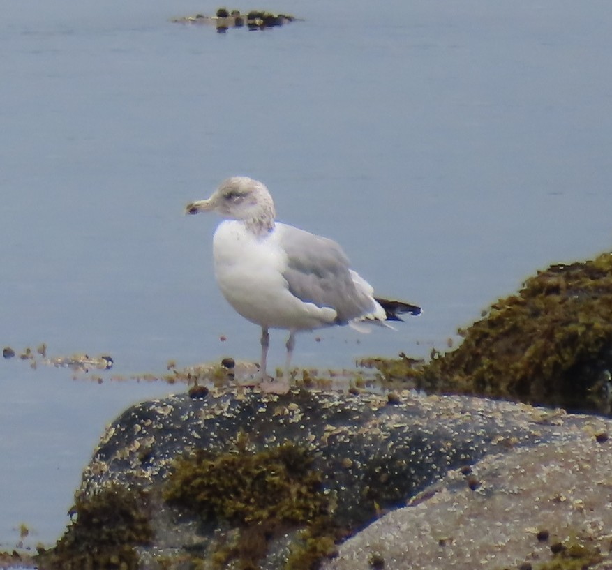 American Herring Gull - ML637540584