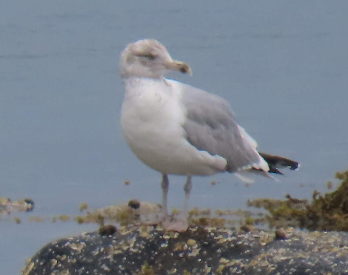 American Herring Gull - ML637540594