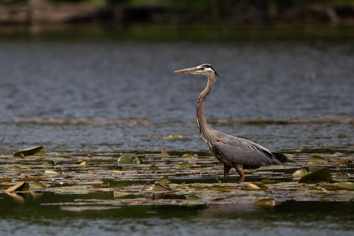 Great Blue Heron - ML637540604