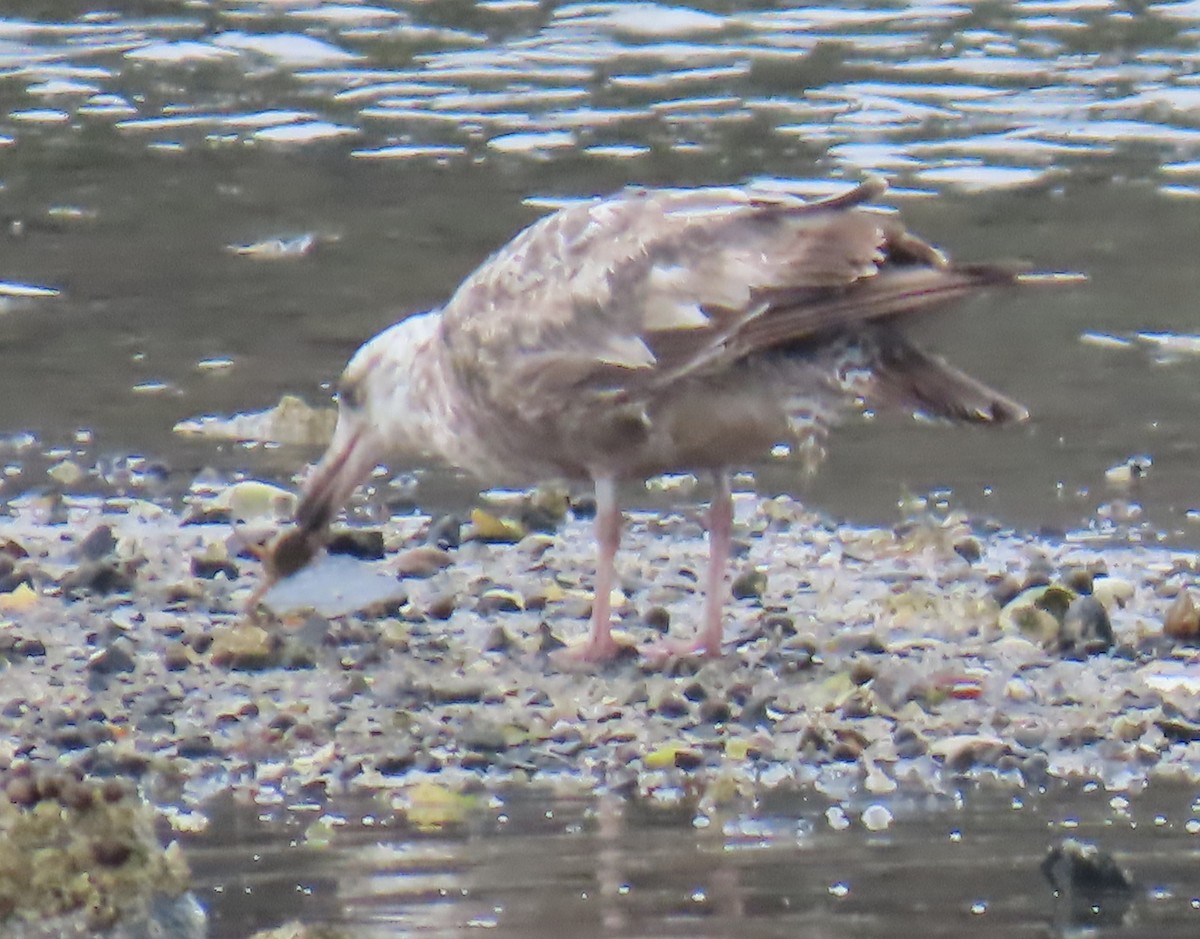 American Herring Gull - ML637540607