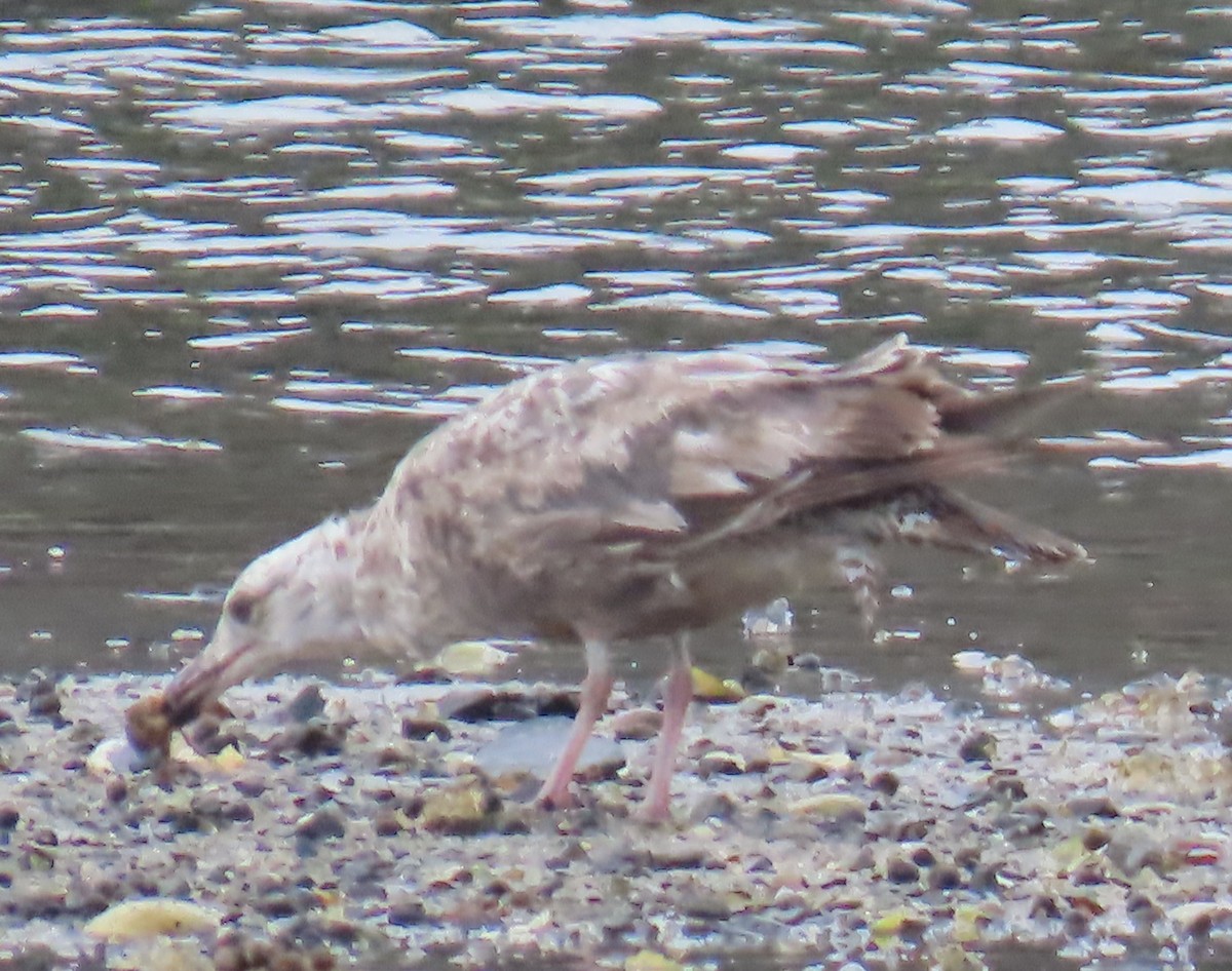 American Herring Gull - ML637540615