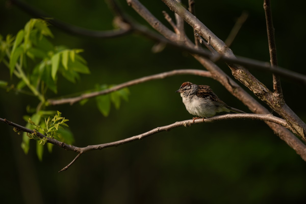 Chipping Sparrow - ML637540626